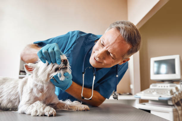 Best Same-Day Emergency Dental Services in Cutler Bay, FL